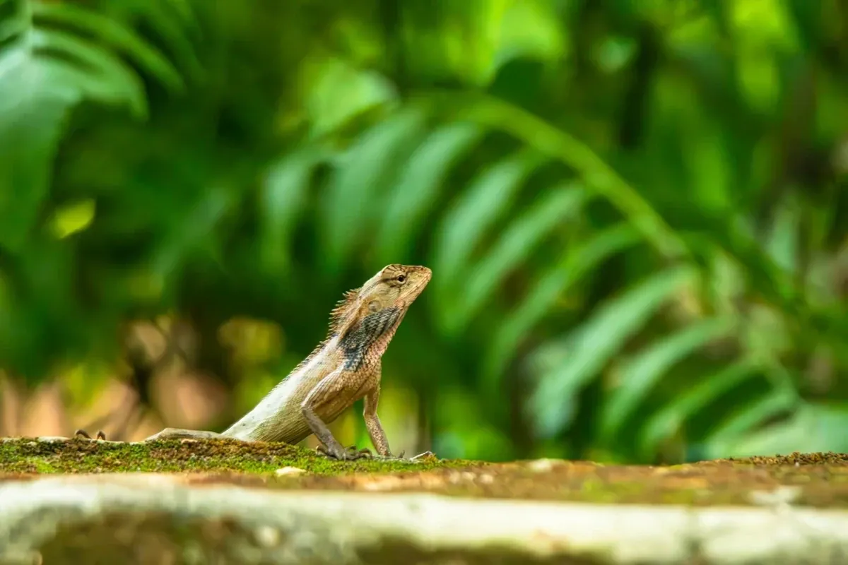 Garden Lizard