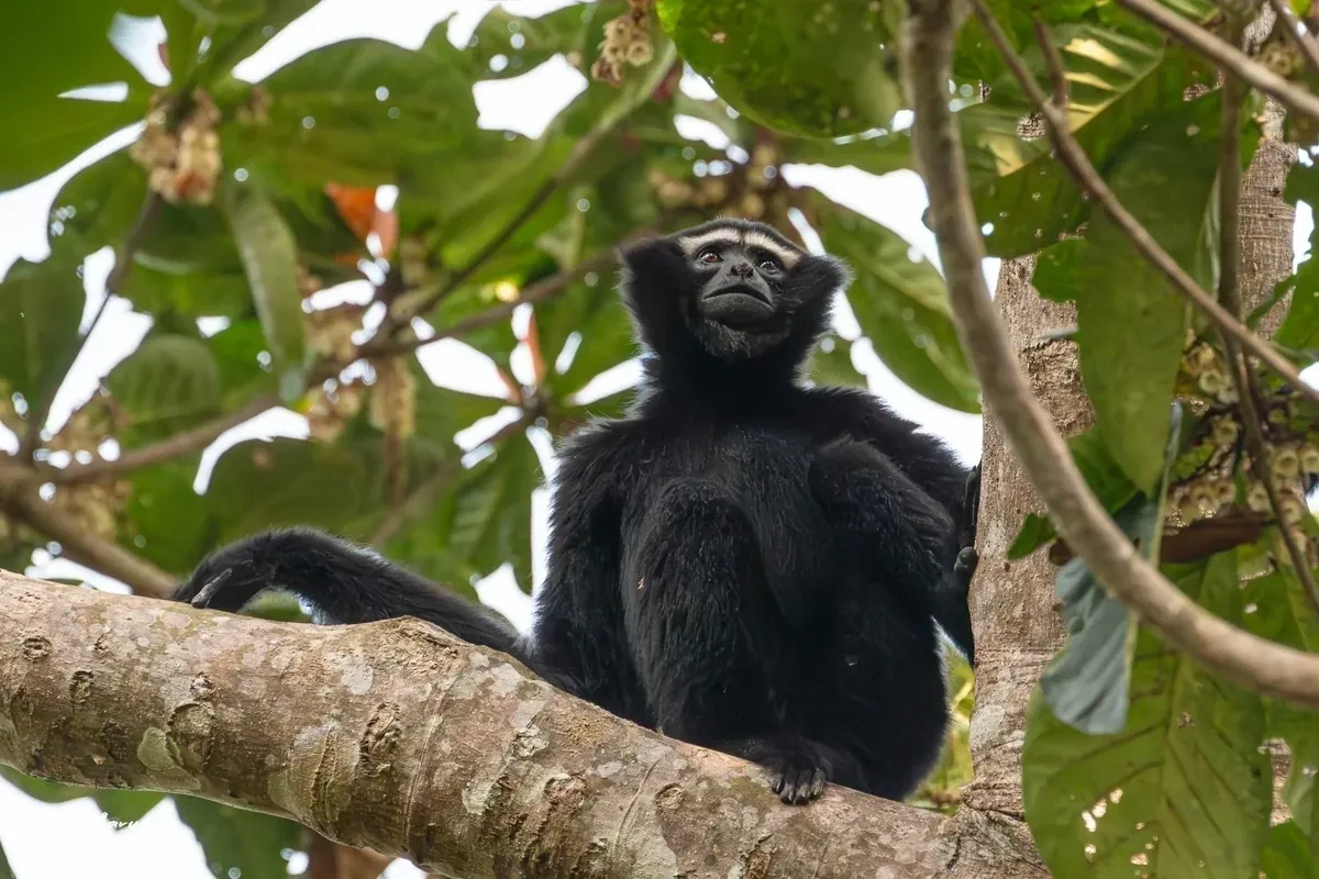 Western Hoolock Gibbon