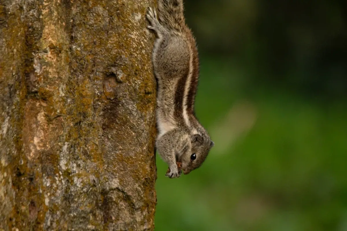 Five-striped Palm Squirrel