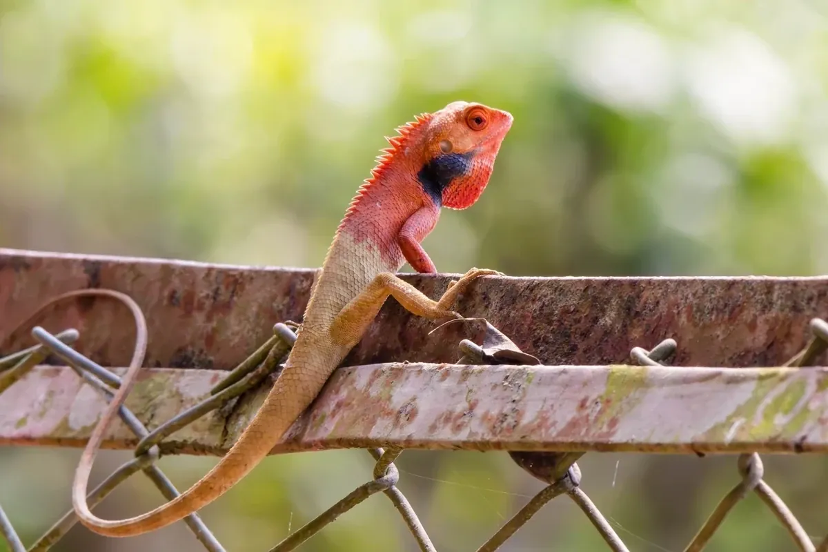 Garden Lizard