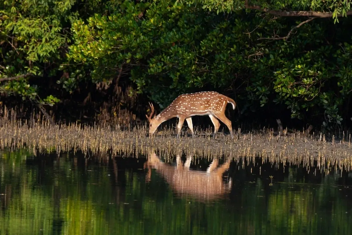 Chital or Spotted Deer