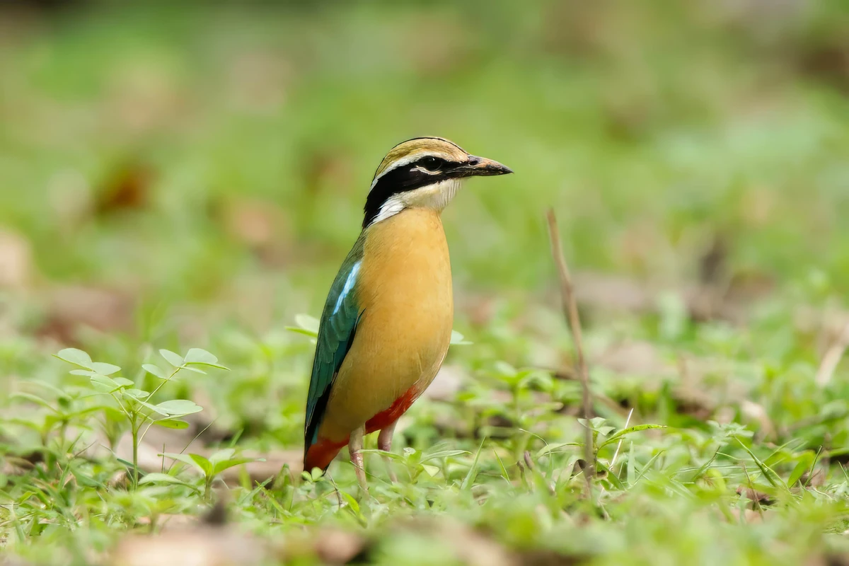 Indian Pitta