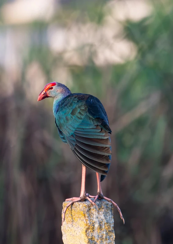 Grey-headed Swamphen