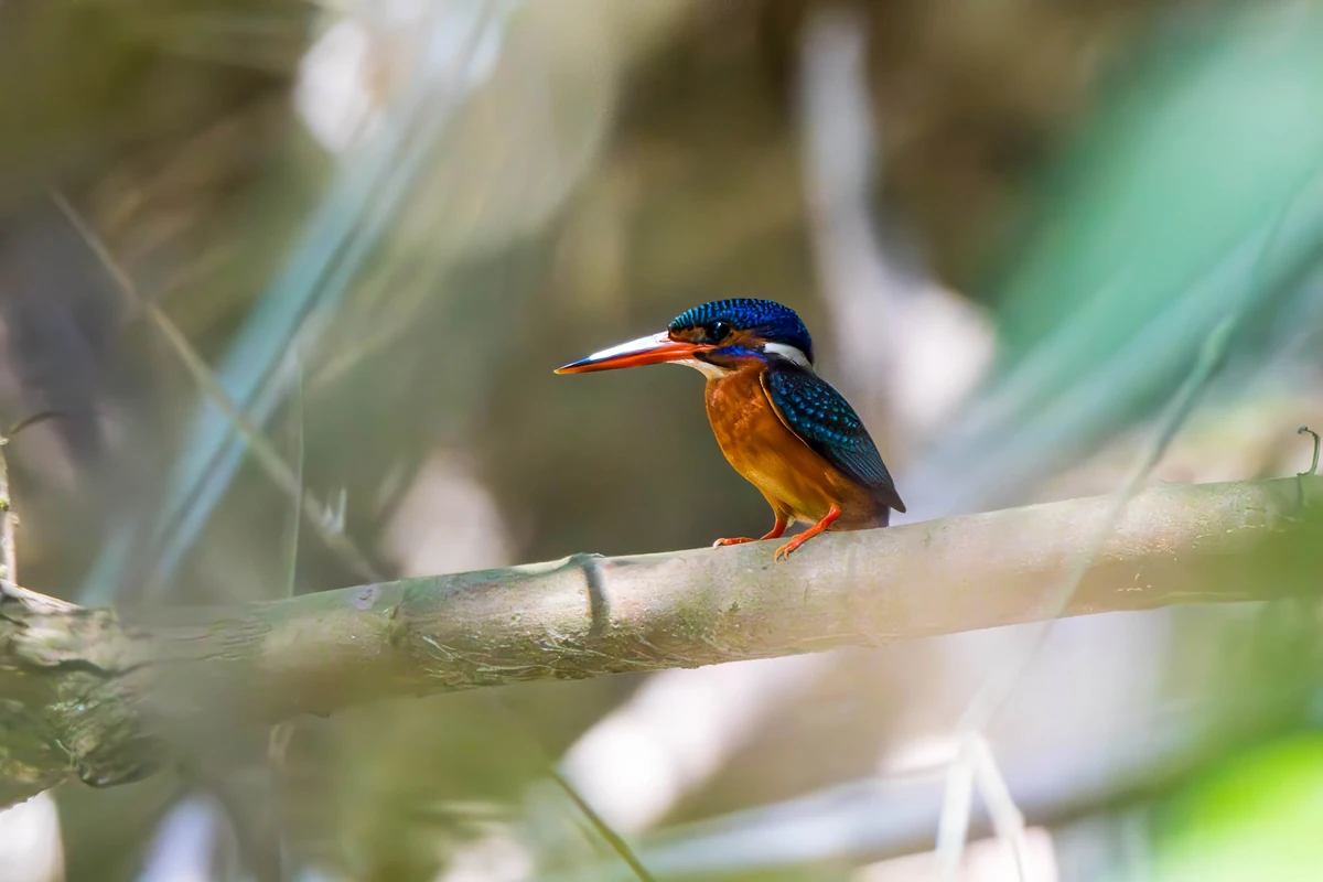 Blue-eared Kingfisher
