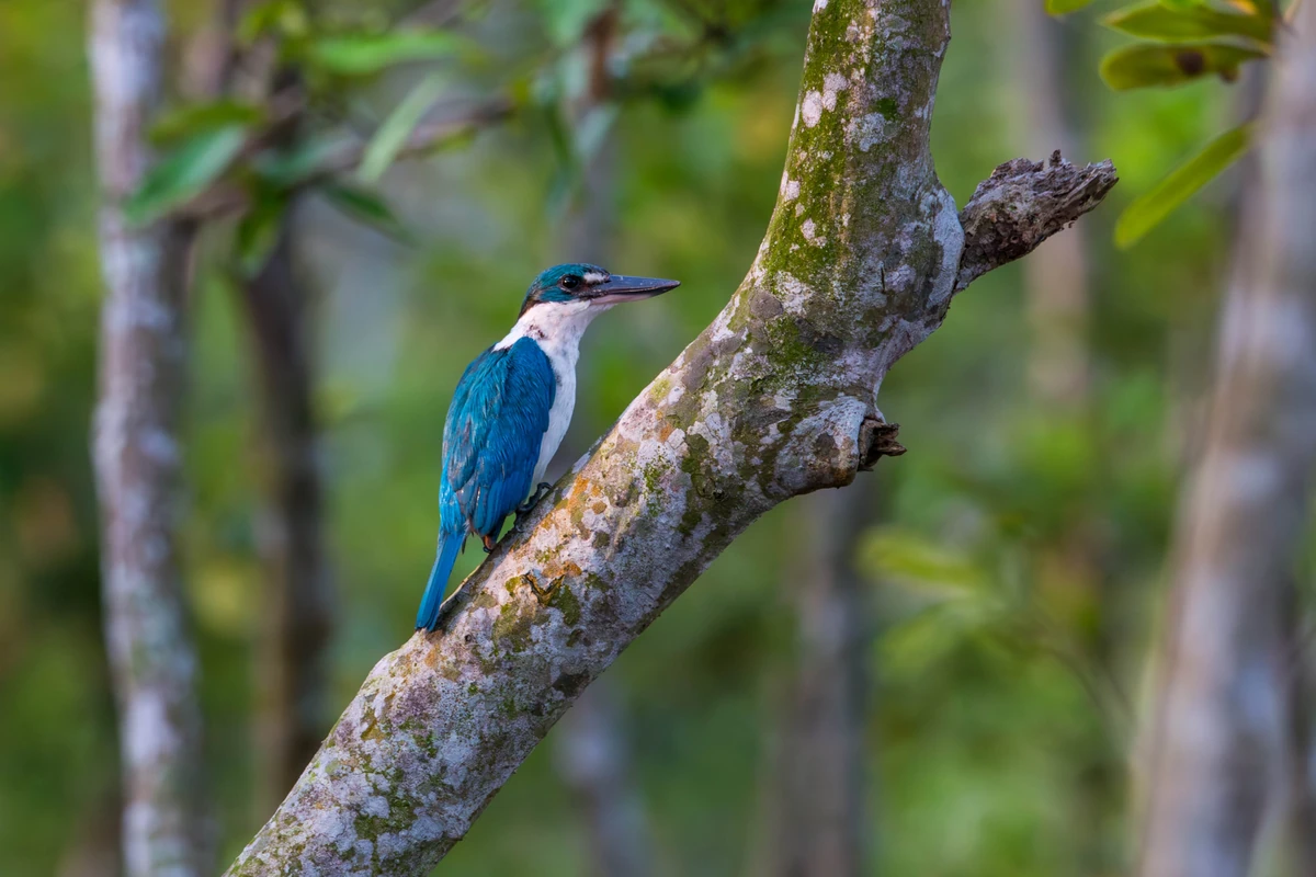Collared Kingfisher