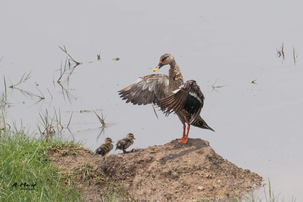 Indian spot-billed duck