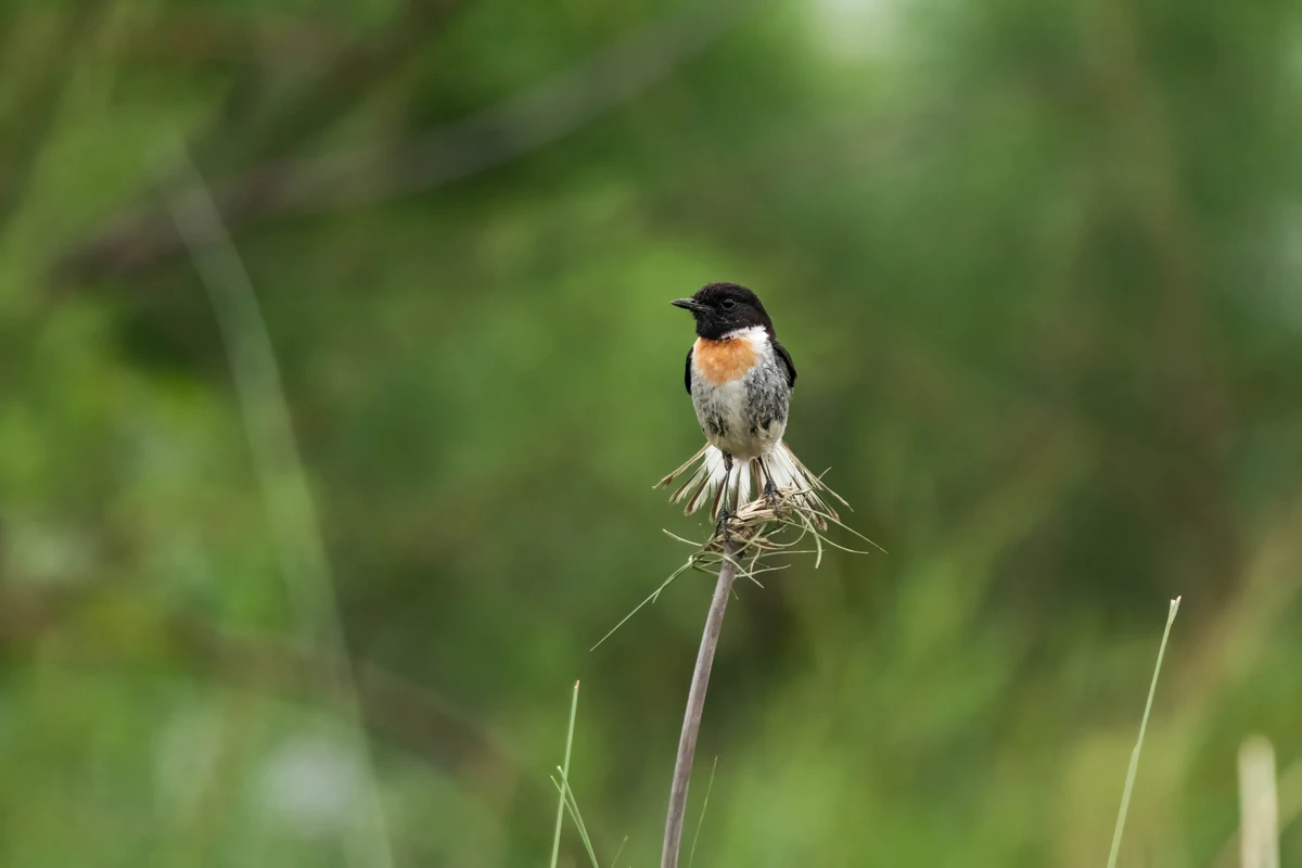 Siberian Stonechat