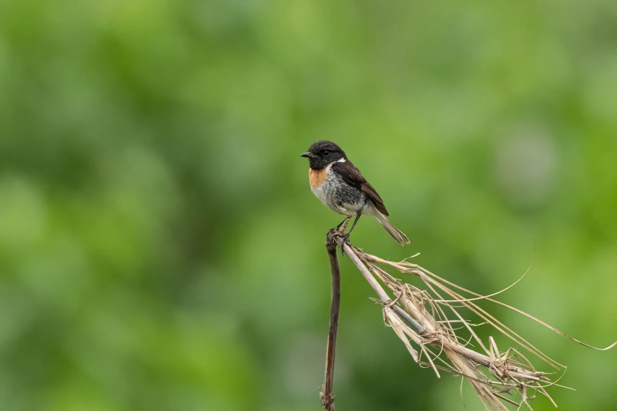 Male Siberian Stonechat