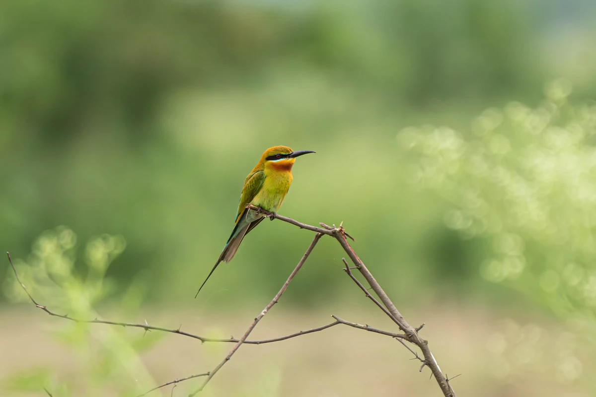 Blue-tailed Bee-eater