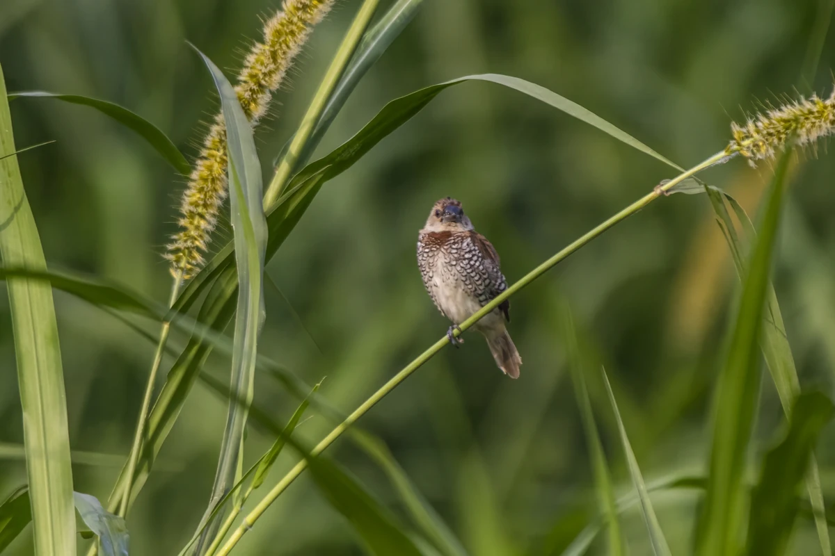 Scaly-breasted Munia