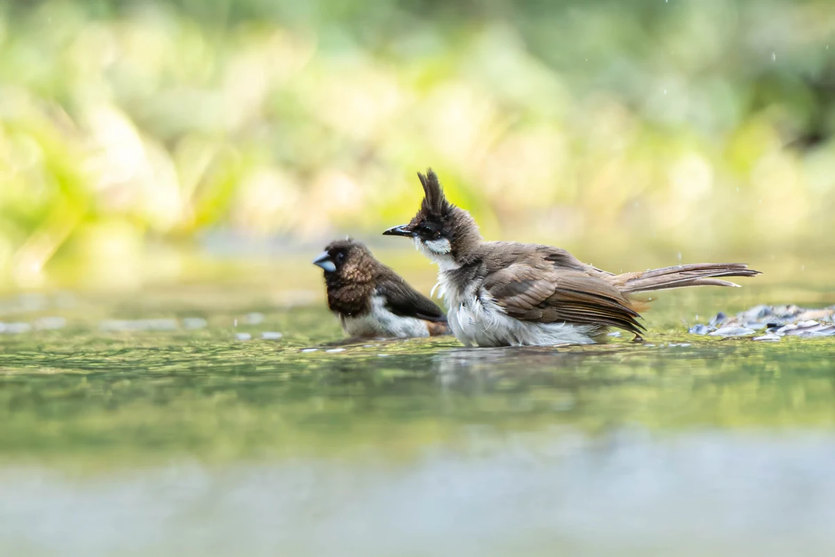 Red-whiskered Bulbul