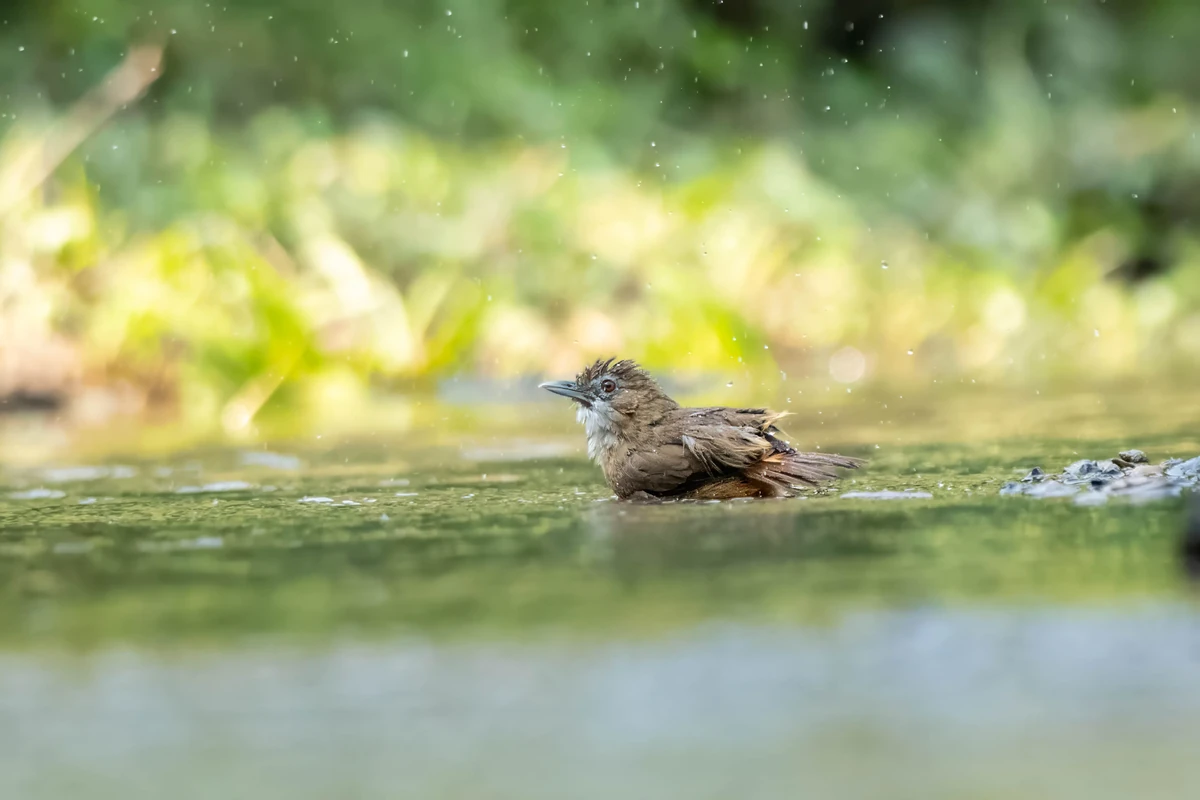 Abbott's Babbler