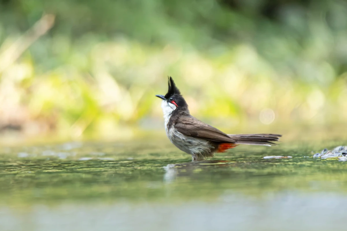 Red-whiskered Bulbul