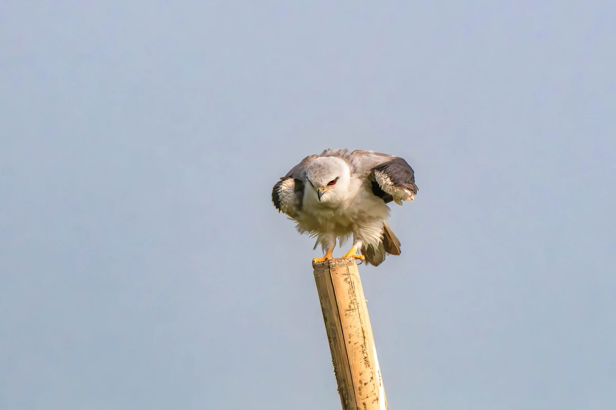 Black-winged Kite
