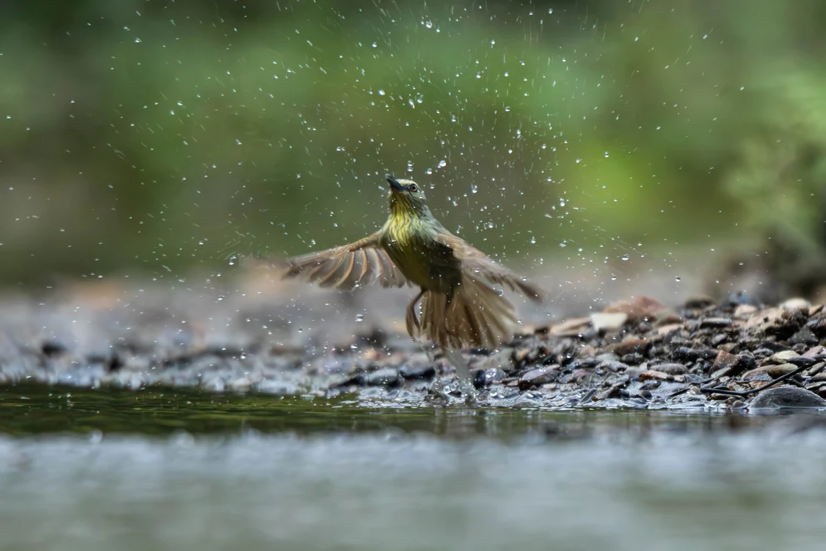 Pin-striped Tit-Babbler