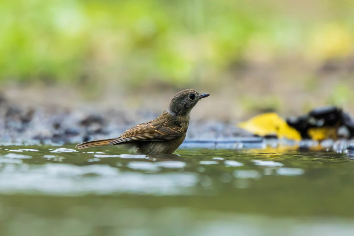Asian Brown Flycatcher