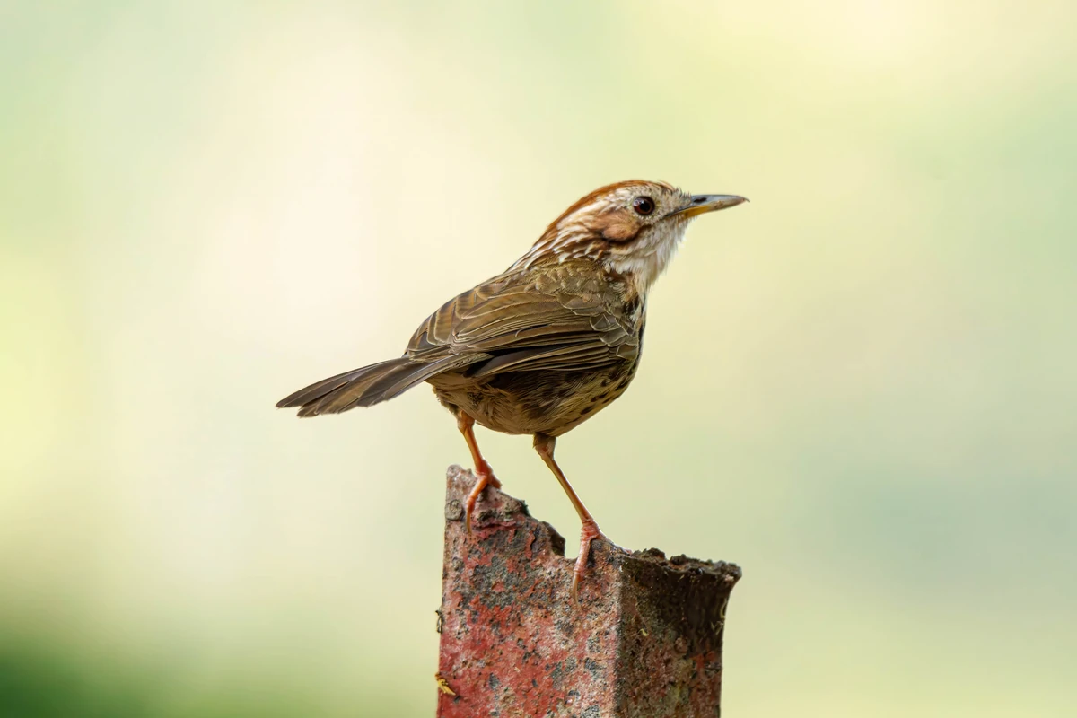 Puff-throated Babbler