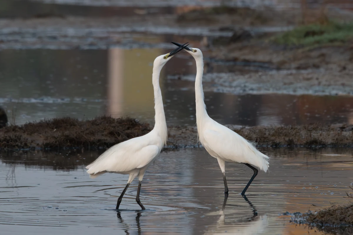 Little Egrets