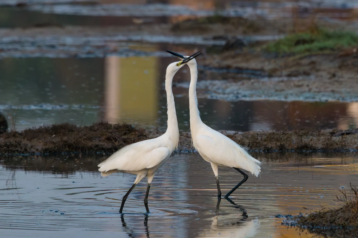 Little Egrets