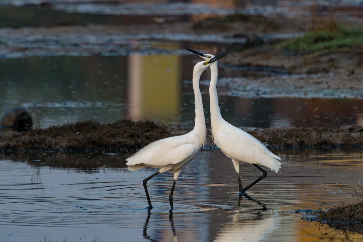 Little Egrets