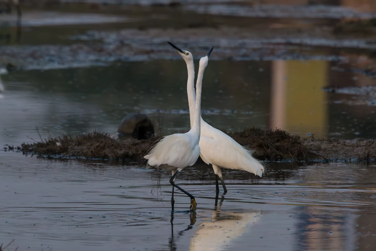 Little Egrets