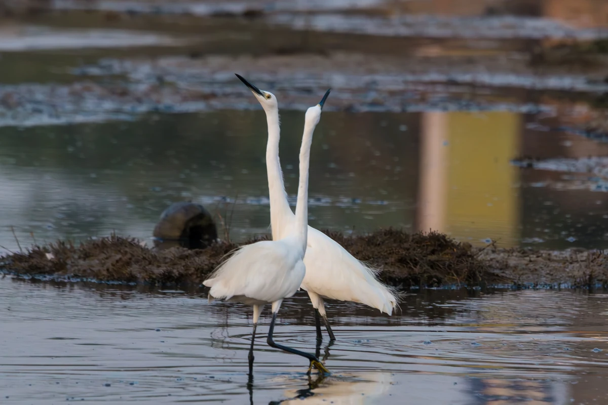 Little Egrets