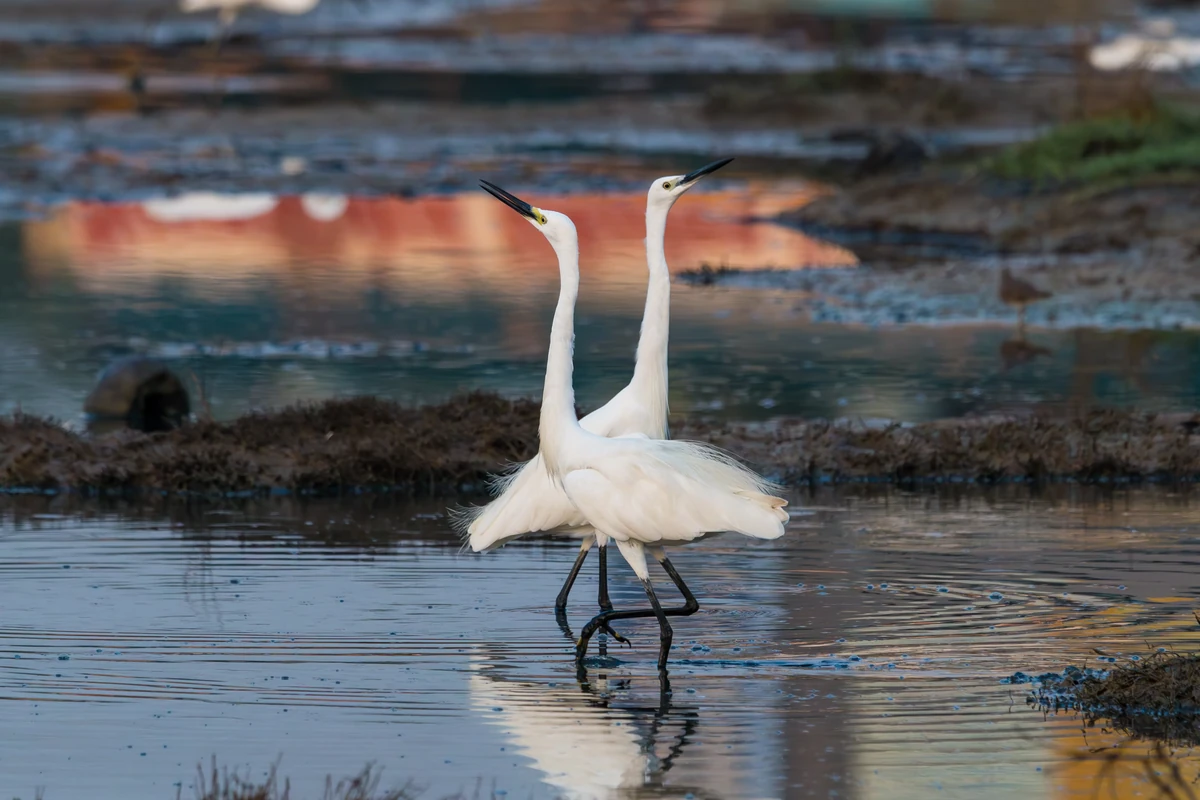 Little Egrets