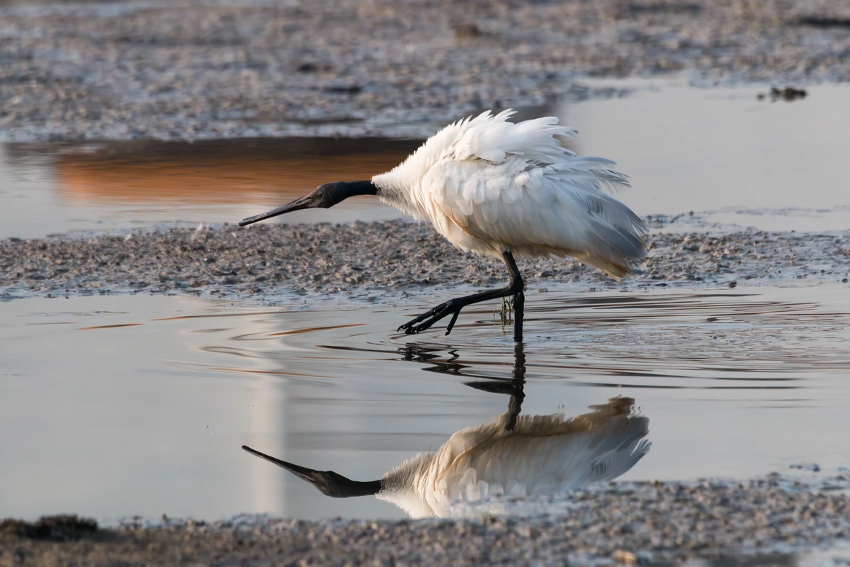 Little Egrets