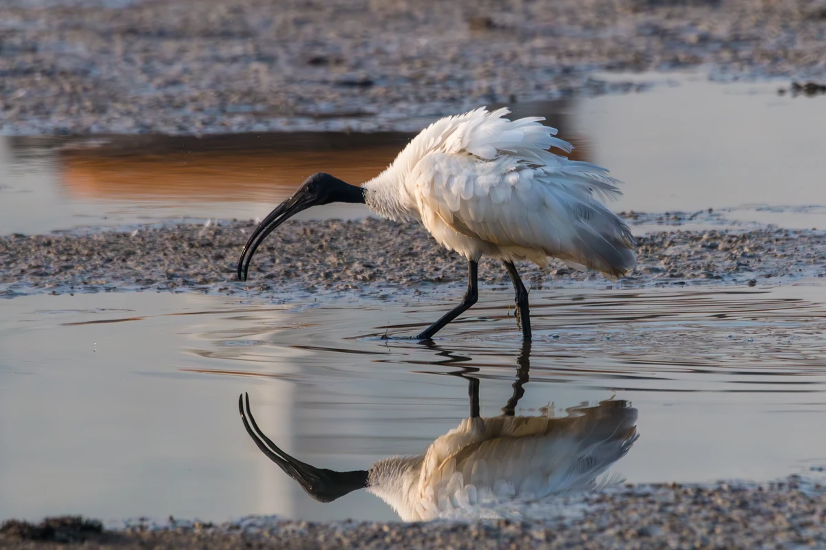 Black-headed Ibis