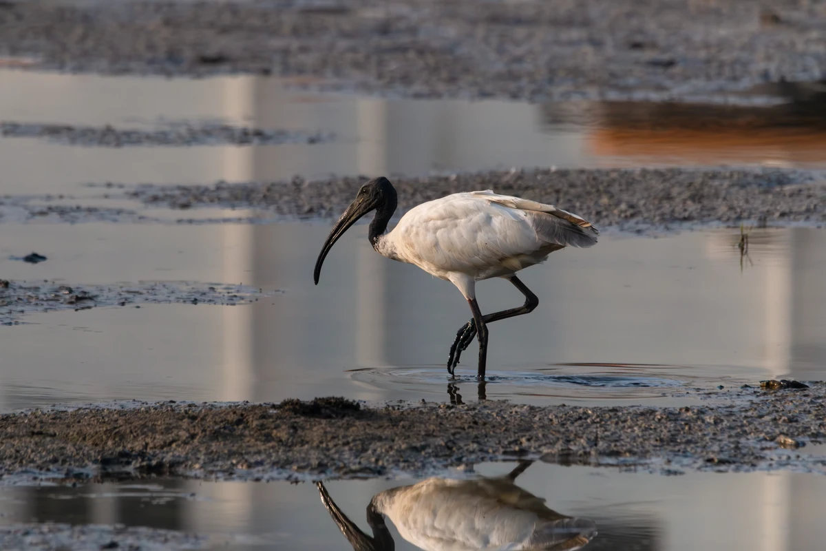 Black-headed Ibis