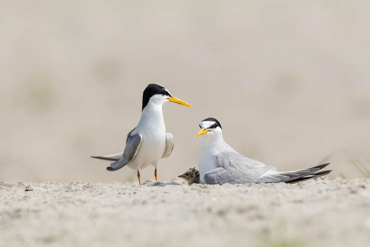 Little Tern