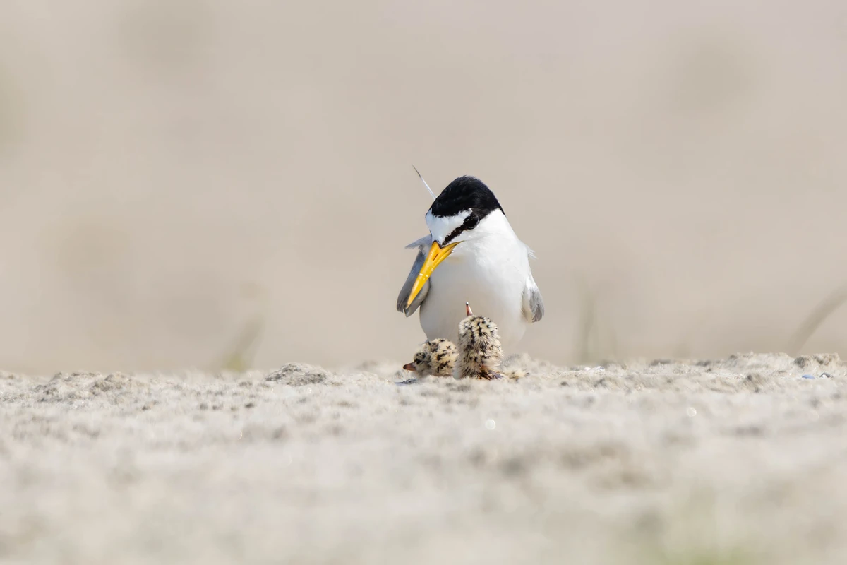 Little Tern