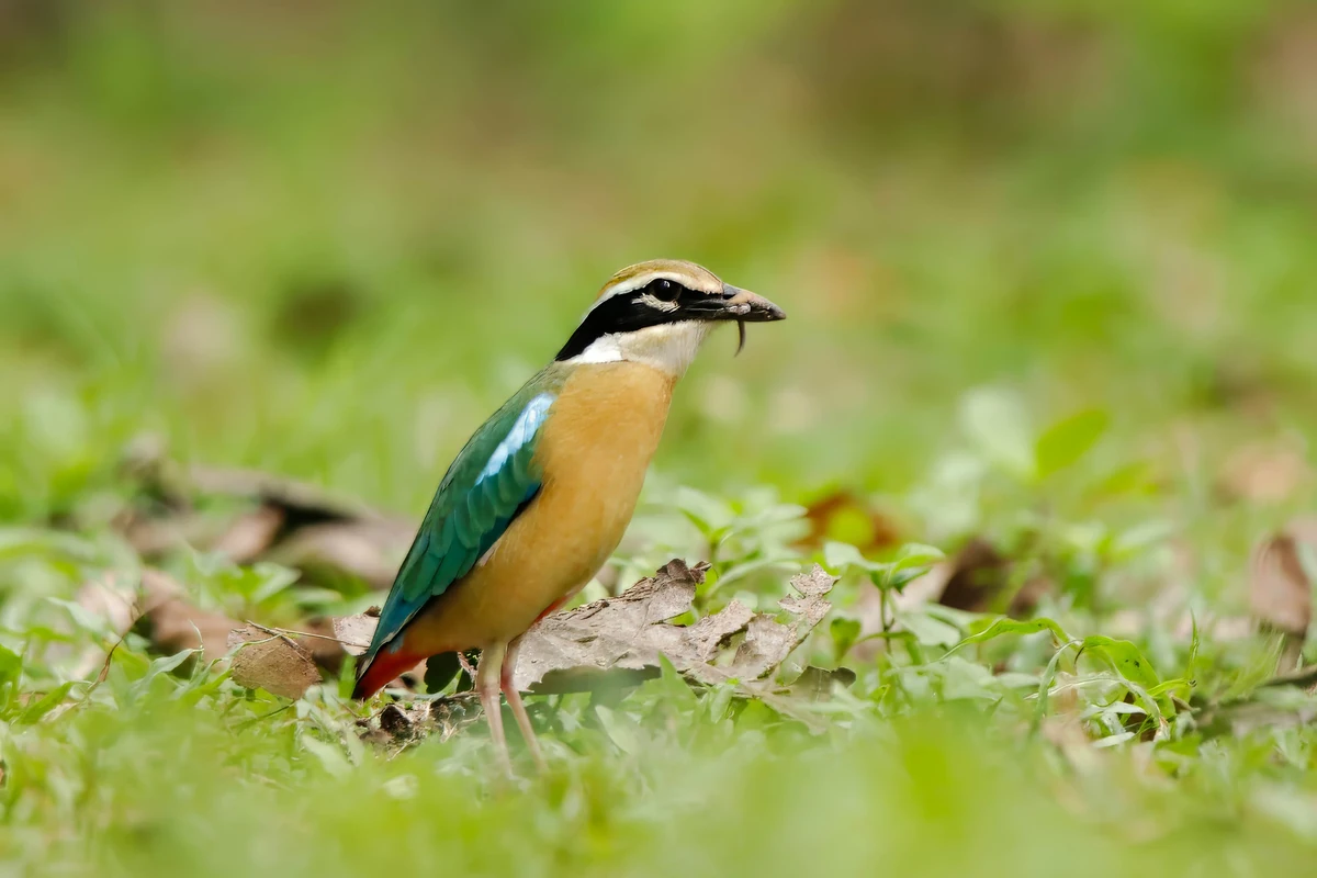 Indian Pitta