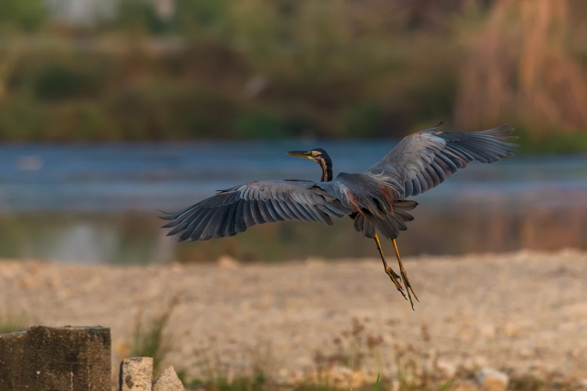 Purple Heron