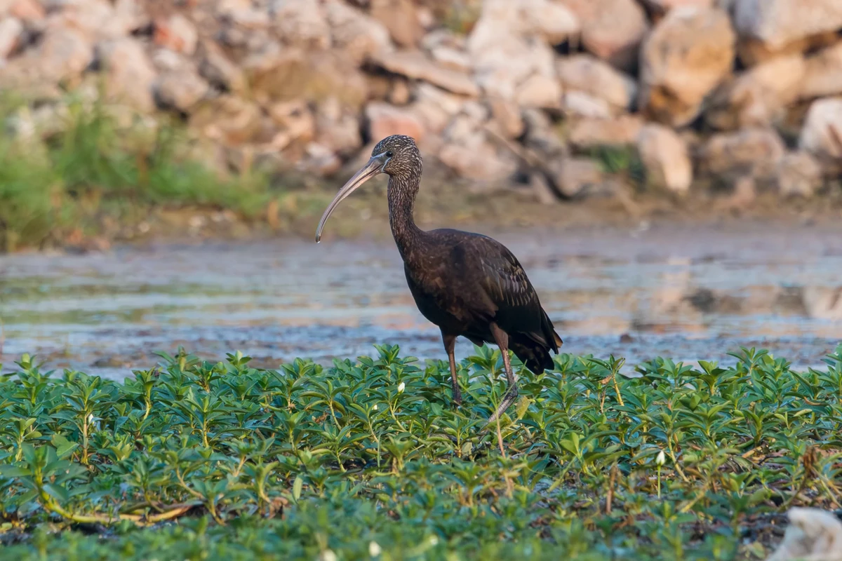 Glossy Ibis