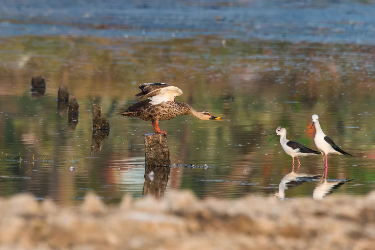 Indian Spot-billed Duck