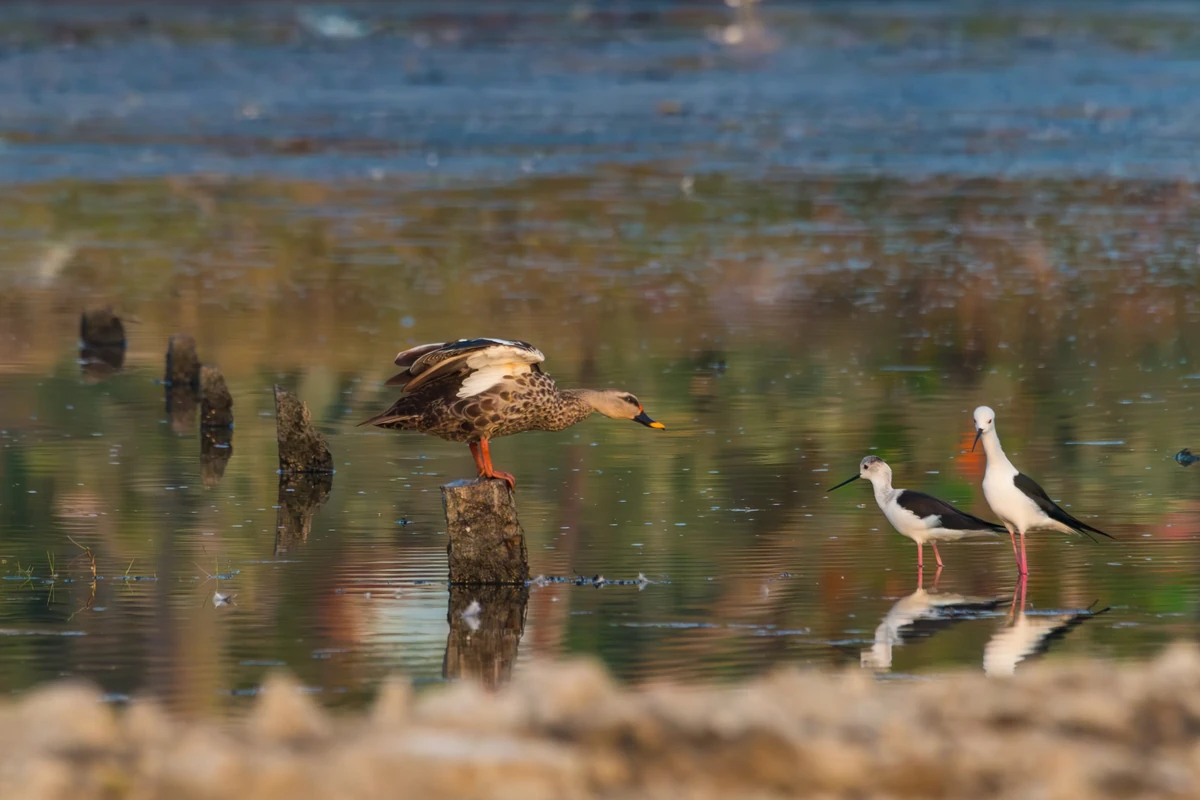 Indian Spot-billed Duck