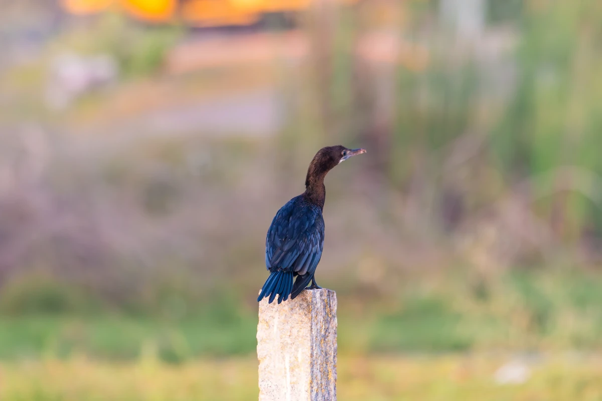 Little Cormorant