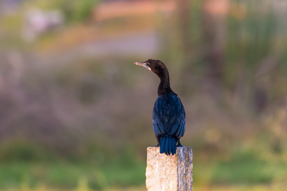 Little Cormorant