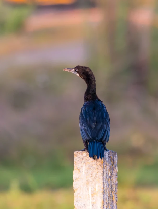 Little Cormorant