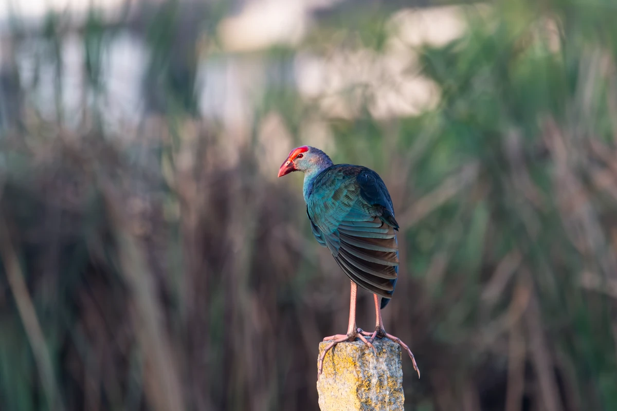 Grey-headed Swamphen