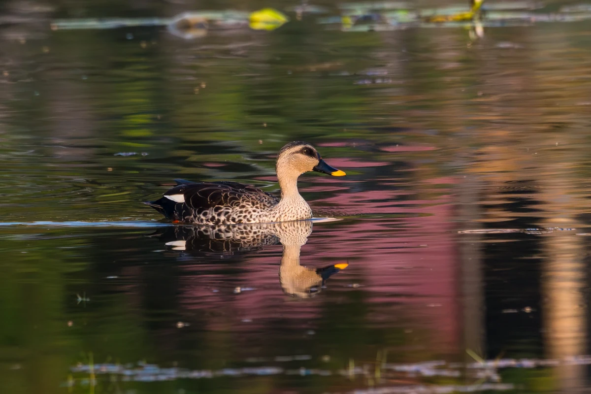 Indian Spot-billed Duck