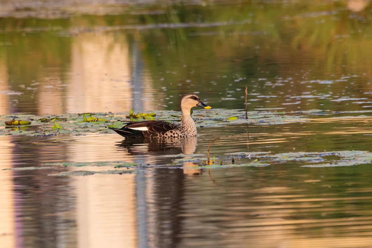 Indian Spot-billed Duck