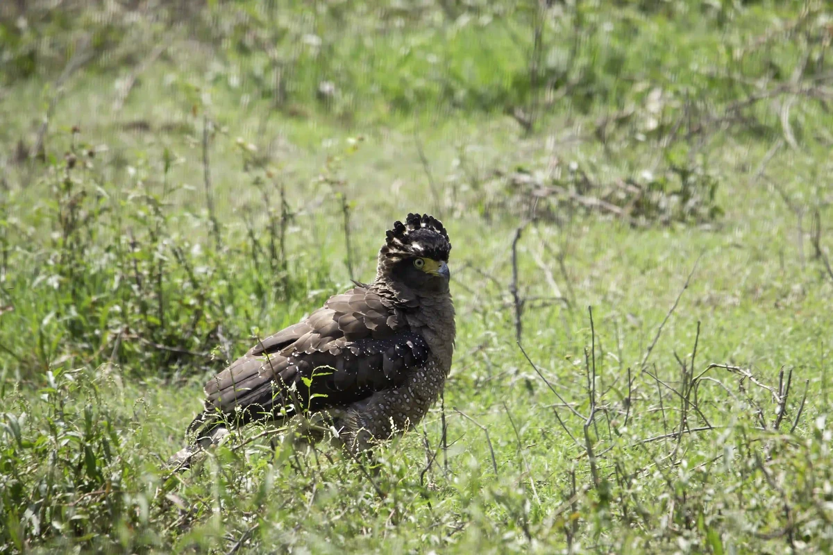 Crested Serpent Eagle