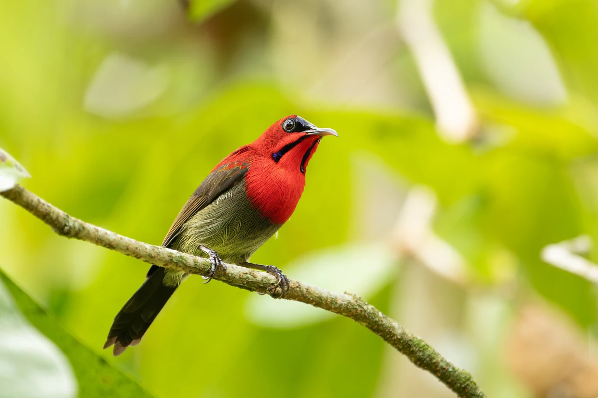 Crimson Sunbird