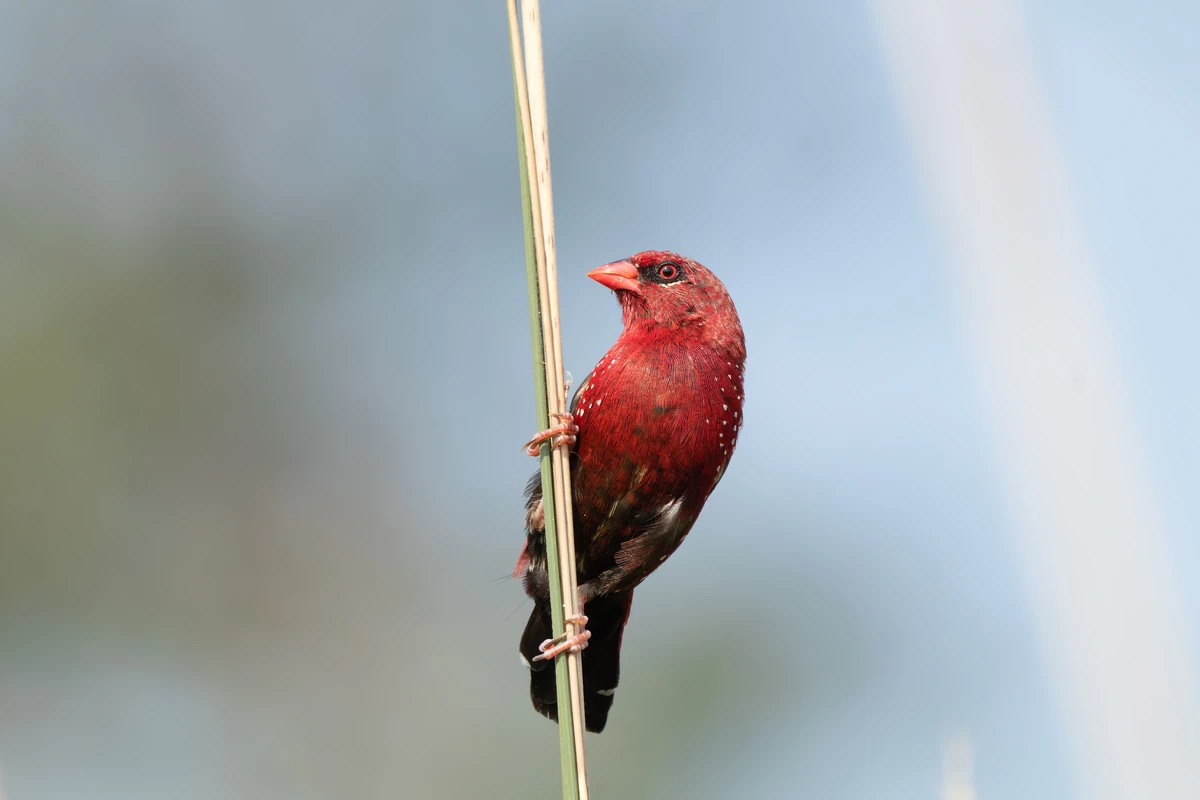 Red Avadavat