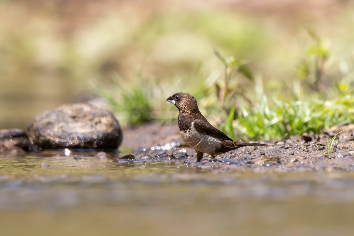 White-rumped Munia