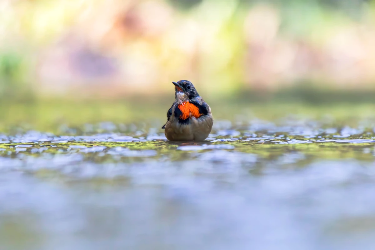 Firethroat