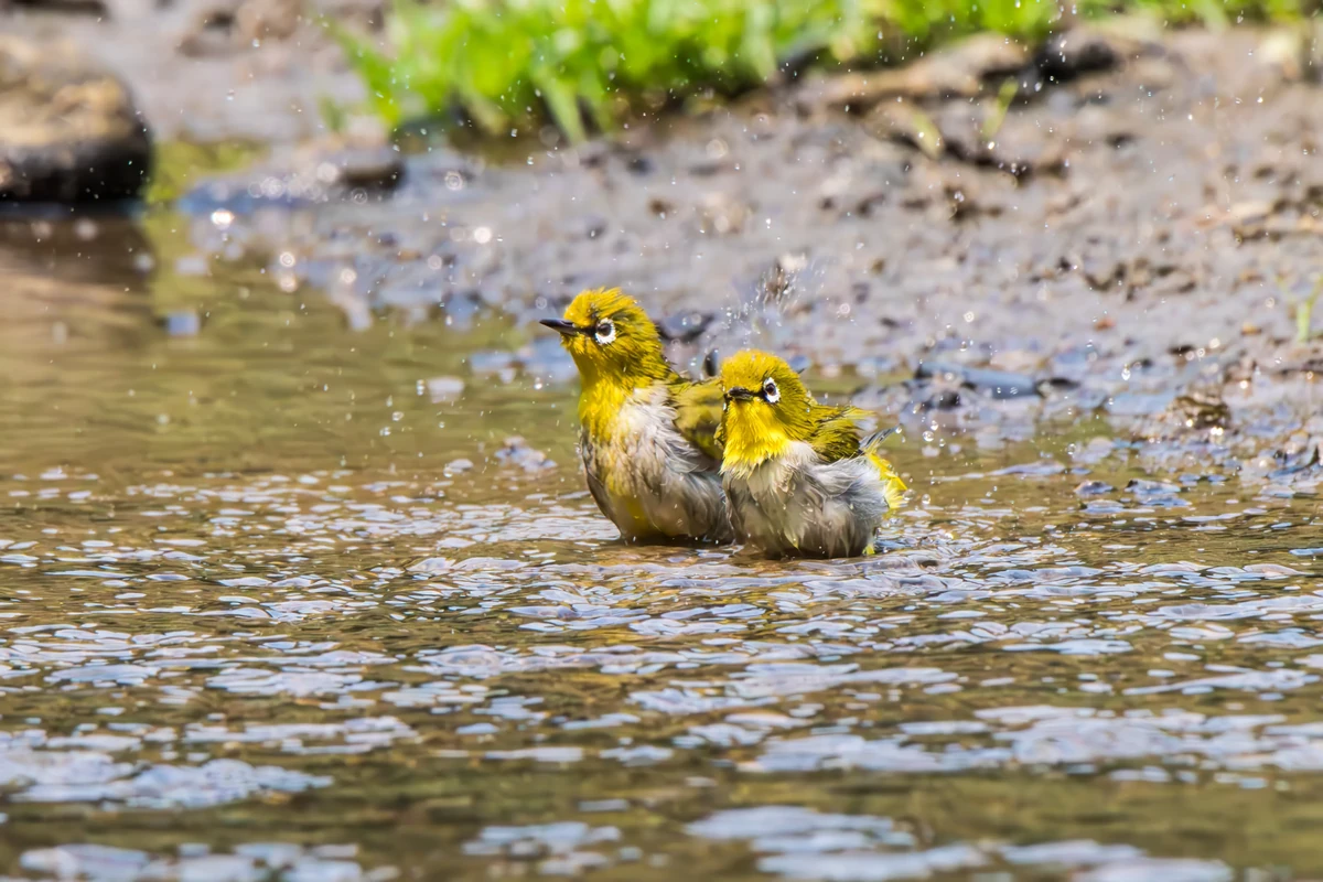 Indian White-eyes