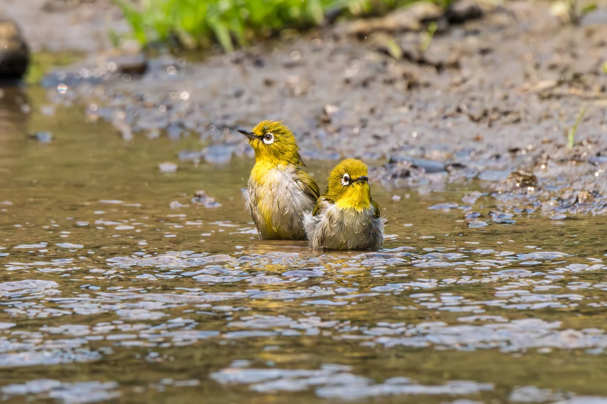 Indian White-eyes